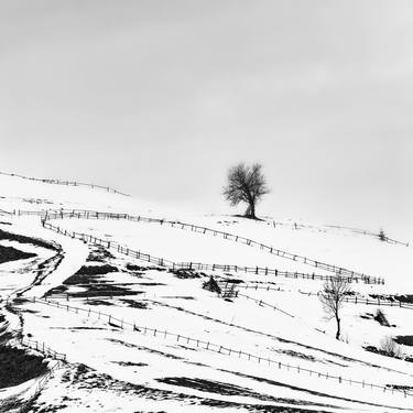 Carpathians. A lonely tree. Minimalism. Black-white graphics. thumb