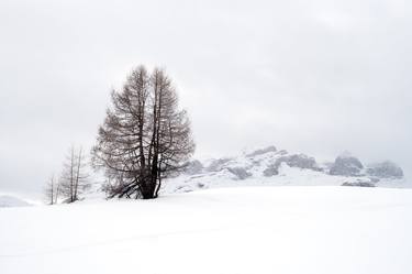 Dolomites trees. Art photography in the style of minimalism. thumb