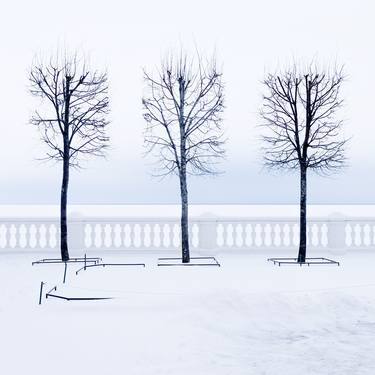 Peterhof 4. Three trees. Winter graphics. Minimalism. thumb