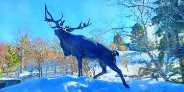 Newfoundland Series, Bowring Park - Woodland Caribou thumb