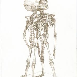 skeleton