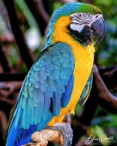 Blue-and-Yellow Macaw - I thumb