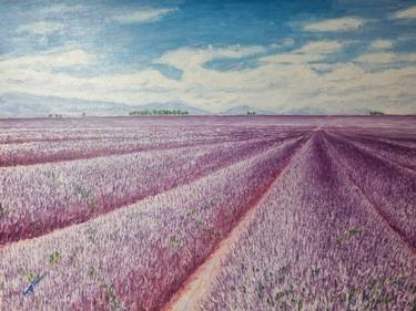 Lavender fields thumb