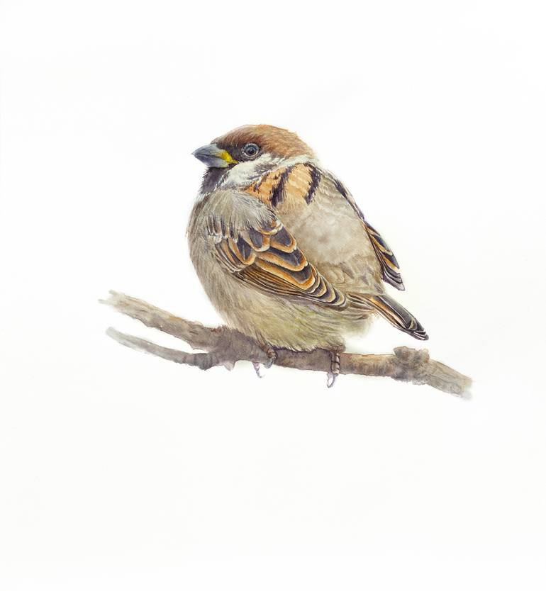 Young sparrow - birds in my garden Original Painting by tetiana savchenko