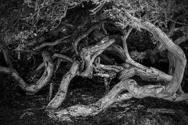 Melaleuca Tree, Laguna Beach thumb