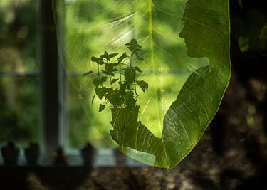 Original Fine Art Botanic Photography by Ksenia Mirnaya