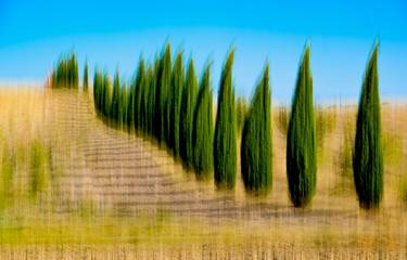 Pine Trees in Puglia thumb