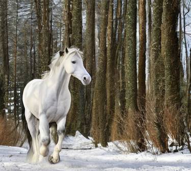 White Horse Photography 1 thumb