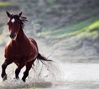 Print of Horse Photography by Faisal Shah