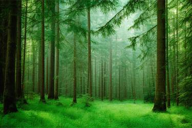 A Lush Green Forest thumb