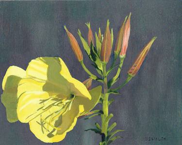 Evening Primrose thumb