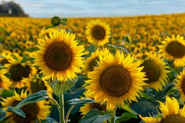 Talking Sunflowers thumb