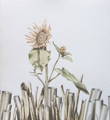 Sunflower _ Sonnenblume thumb