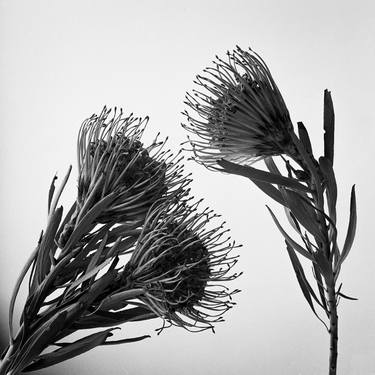 Leucospermum thumb