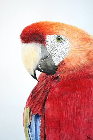 Print of Fine Art Animal Paintings by Sabine Chauvin