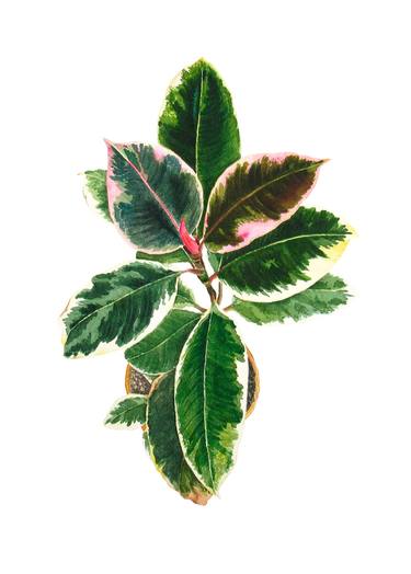 Ficus original watercolor pink-green plant with variegated leaves thumb