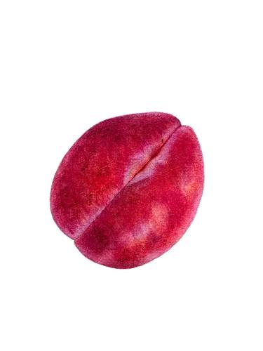 Pink Plum - original photorealistic watercolor juicy ripe fruit thumb