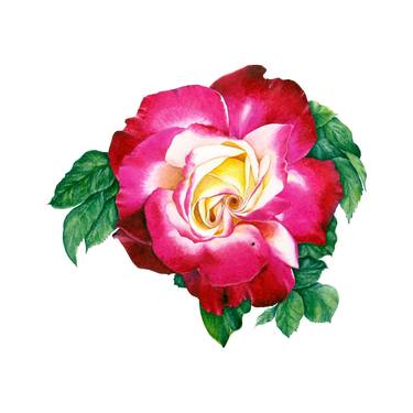 Rose of Montenegro - original watercolor flower and leaves thumb