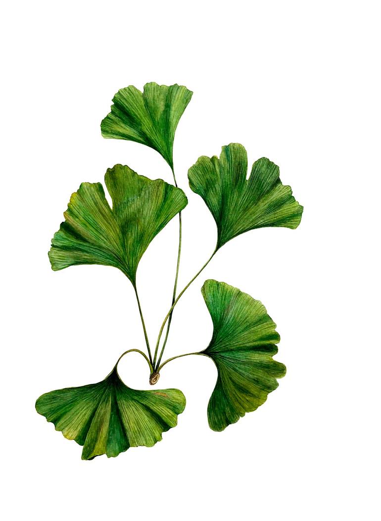 Gingko Biloba - original green relict plant brunch watercolor Painting by  Liudmyla Lobza | Saatchi Art Iceland, image size:770x1052