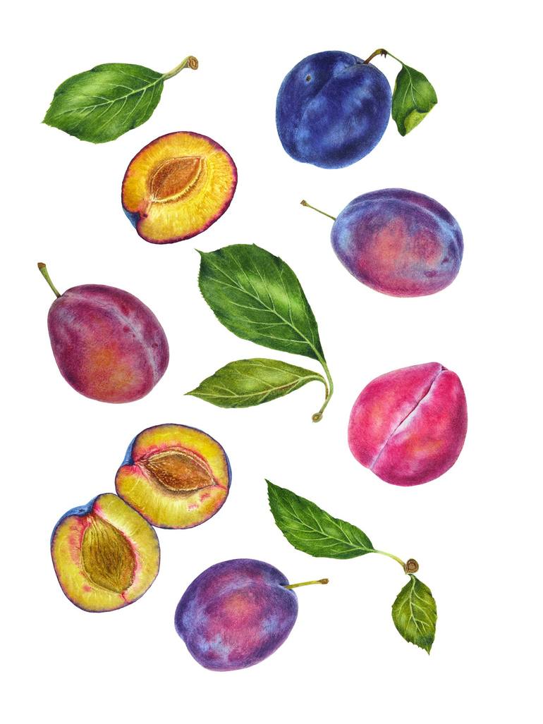 Original Botanic Painting by Liudmyla Lobza | Contemporary Art on Paper | Plums - original juicy ripe blue, purple, and purple-pink fruits