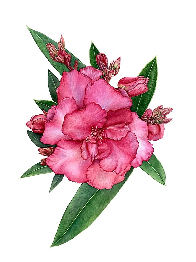 Oleander - original pink gorgeous watercolor flower and leaves