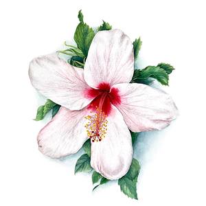 Collection Hibiscus