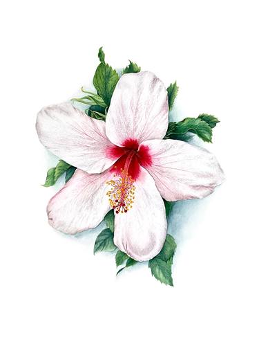 Hibiscus 1 original white sunny watercolor flower and leaves thumb