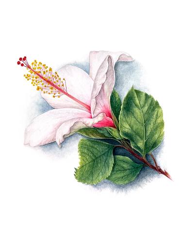 Hibiscus 2 original white sunny watercolor flower and leaves thumb