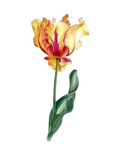 Original Photorealism Floral Paintings by Liudmyla Lobza