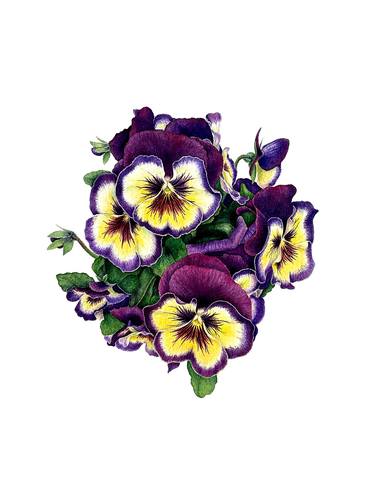 Violas In Violet (Pansy) original colorful flowers and leaves thumb