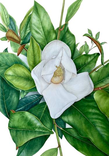 White Magnolia - original watercolor flower & juicy green leaves thumb