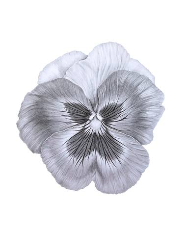 Viola Graphics (Pansy) original black-and-white flower thumb