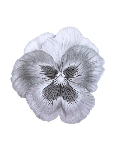 Original Photorealism Floral Drawings by Liudmyla Lobza