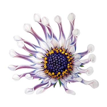 Osteospermum or African daisy - white & violet-ultramarine flower thumb
