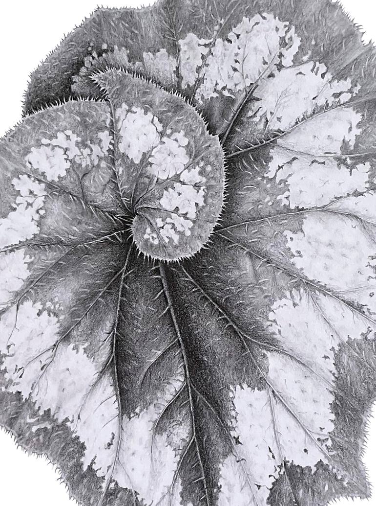 Original Botanic Drawing by Liudmyla Lobza
