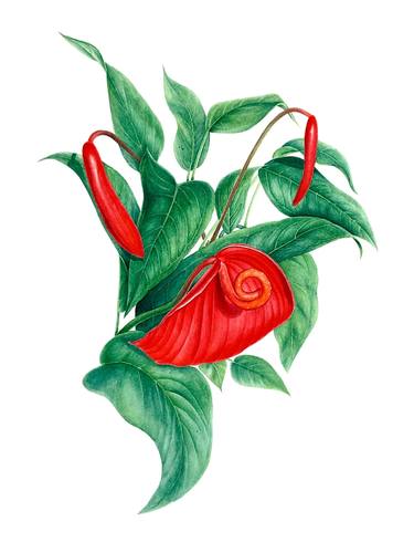 Anthurium - watercolor red flower, buds and green leaves thumb