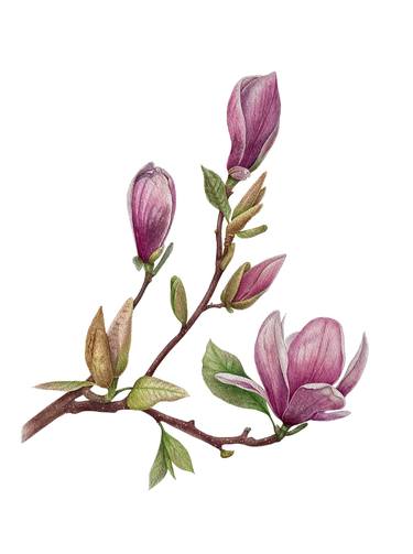 Magnolia Branch - pink buds, flower and juicy green leaves thumb