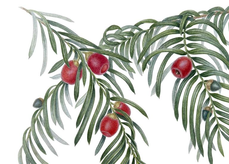 Original Illustration Botanic Painting by Liudmyla Lobza