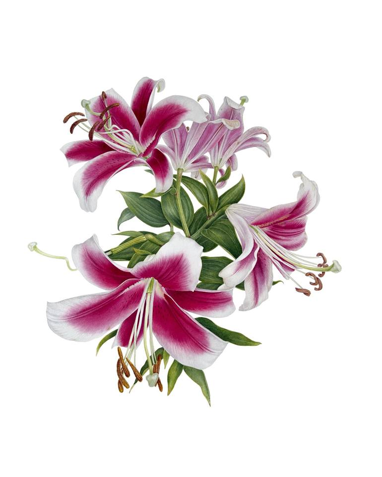 Original Floral Painting by Liudmyla Lobza | Photorealism Art on Paper | Celestial Beauty - Original Deep Pink Lily Flowers, Green Leaves