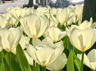 Print of Documentary Floral Photography by Mark Schleisner