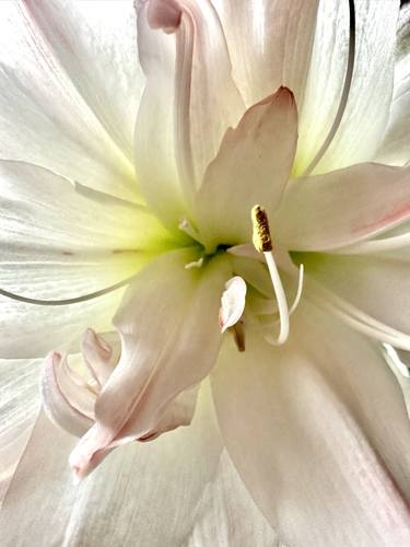Print of Floral Photography by Mark Schleisner