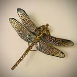Dragonfly by Julie Setterholm