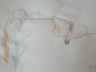 Original Figurative Botanic Drawings by Syelle Beutnagel