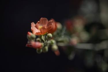 Print of Documentary Nature Photography by Theo Meck