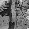Detail 2 Birth (Serie- The apocalypse files)