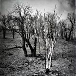 Albinos by Marc Gosselin