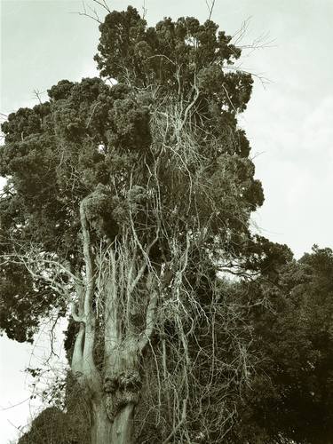 Old tree in Acre thumb