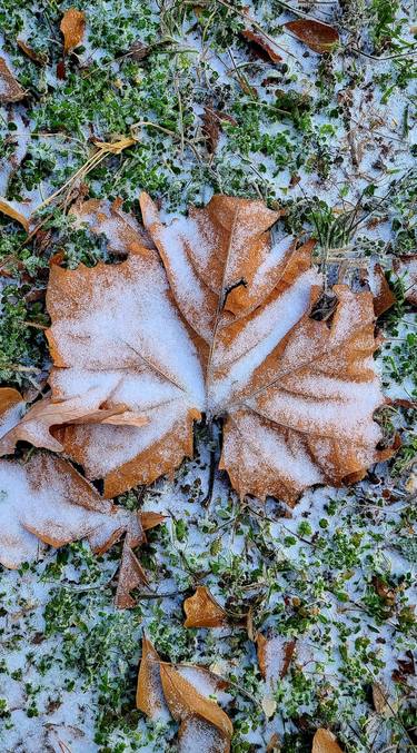 Original Photorealism Nature Photography by Sandie Durham