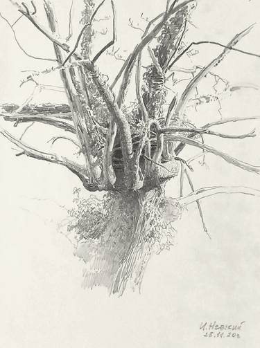 Print of Documentary Tree Drawings by Igor Nevsky