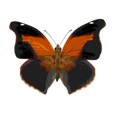 Sticky Leaf Wing Butterfly, Historis Odios - Central America thumb